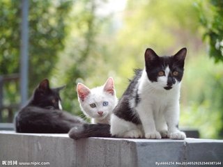 【西风】三只猫（散文）