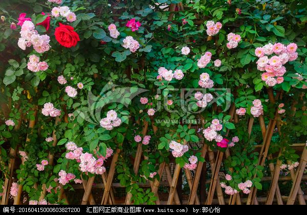 【荷塘“夏日风情”征文】篱墙与蔷薇（外一篇）（散文）