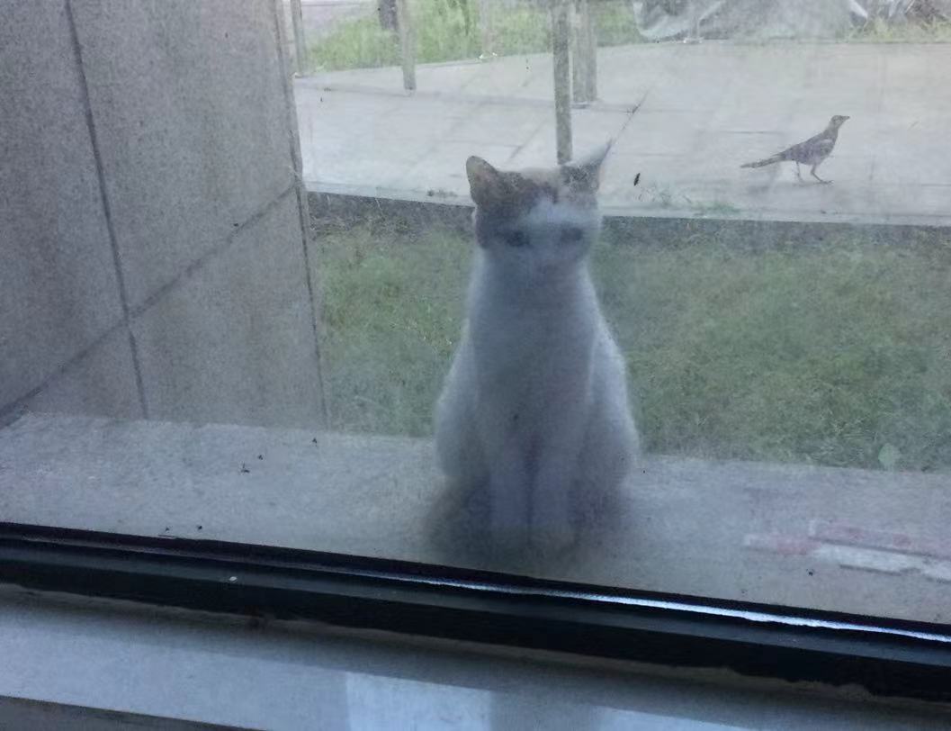 【江山·见证】【晓荷】坐在窗台上的猫（散文）