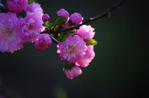 【八一•春】一犁杏雨（散文）