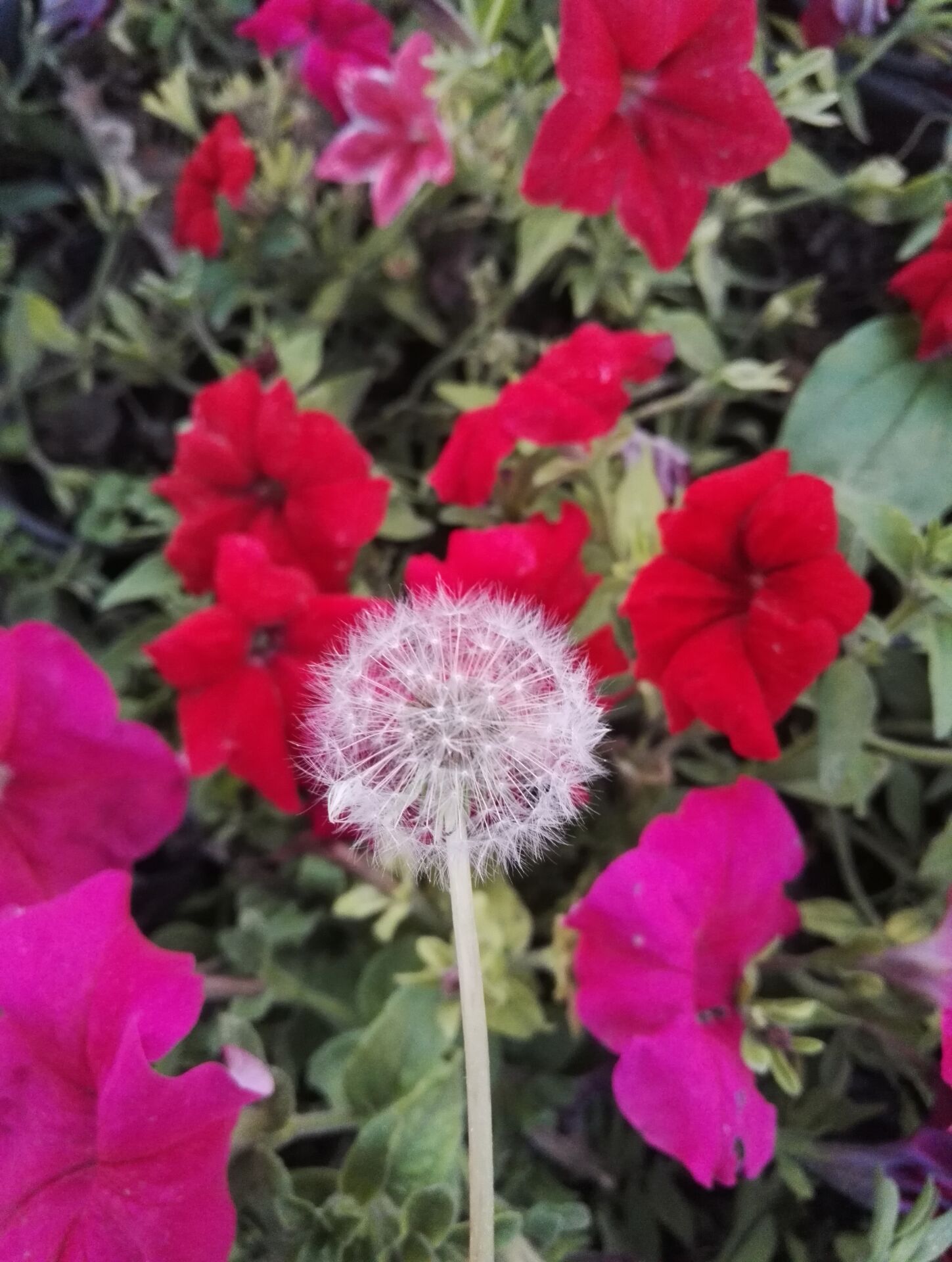 【柳岸】风中那朵摇曳的蒲公英花（外一首）
