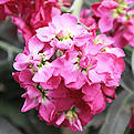 公园里的花（记叙文）