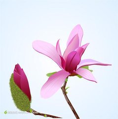 摘花事件（看图写话）