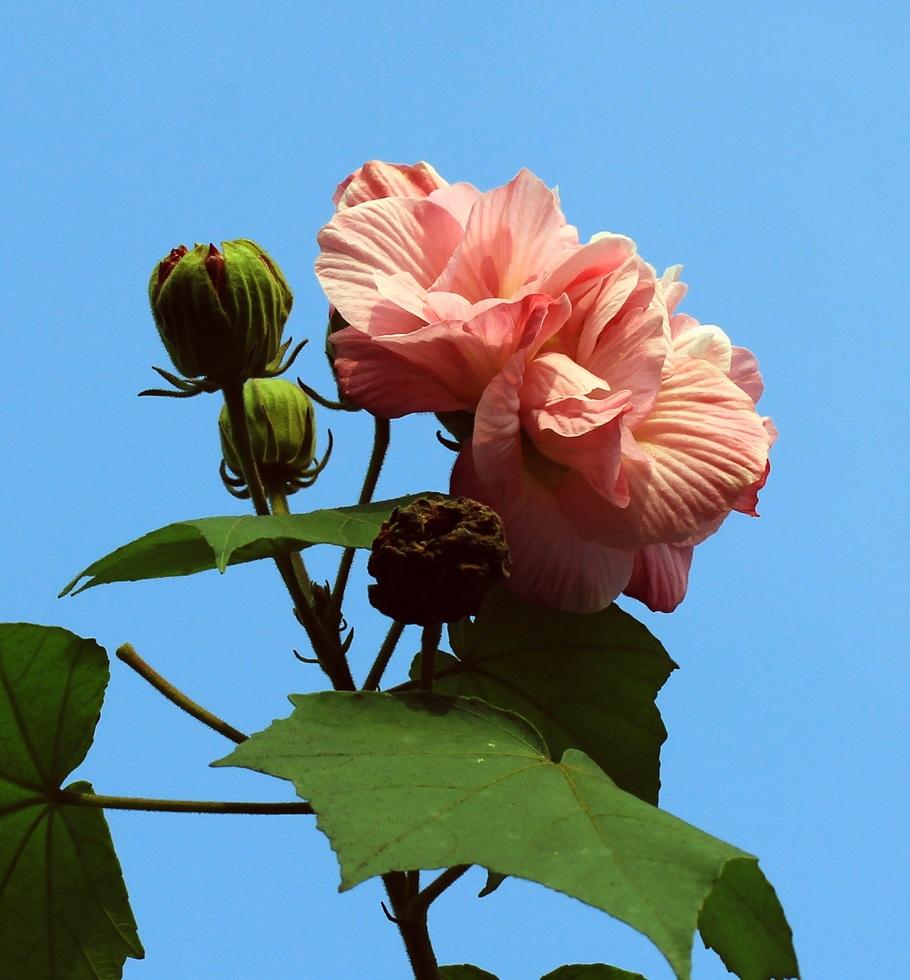 【流云】拒霜花（散文）