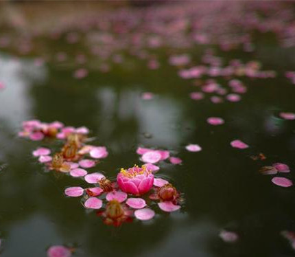 【时光】落花风（同题•微小说）