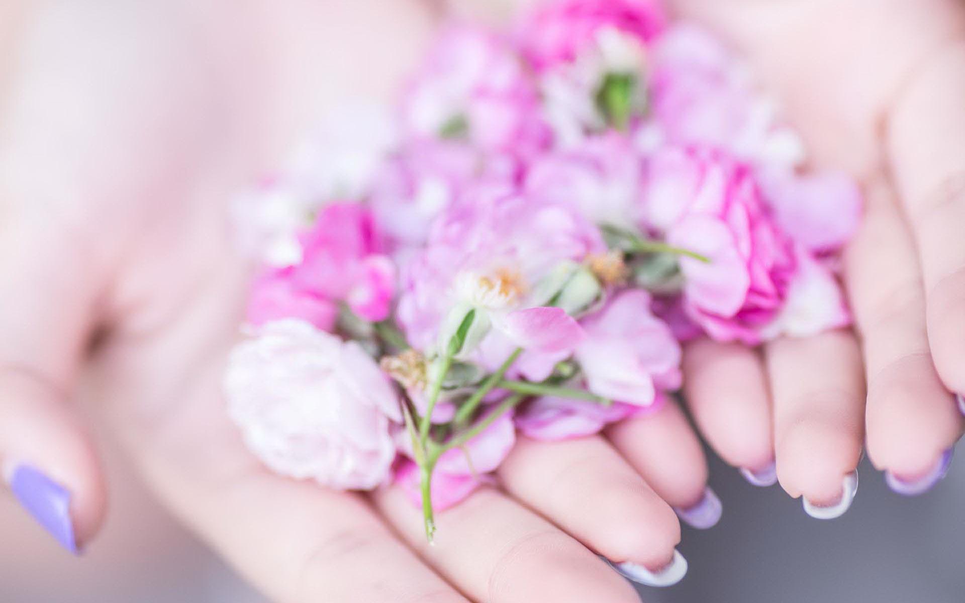 【暗香】蔷薇花记（散文）