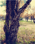【雀巢】村口的老树（诗歌）