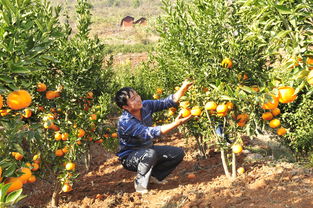 【流云】大叔和他家的柑橘树（散文）