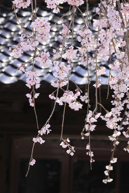 款冬花畫
