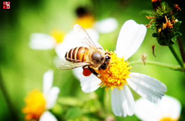 【江山·耕耘】【东篱】勤劳的“蜜蜂”（散文）