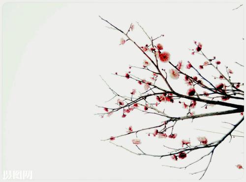 【暗香】花开花落又一春(散文)