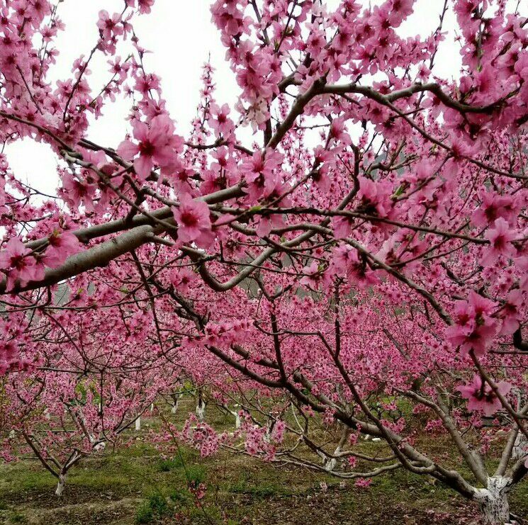 【丁香花开】三月相约桃花（组诗）