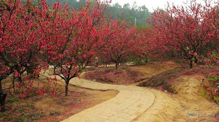 【流云】相约桃花园（散文）