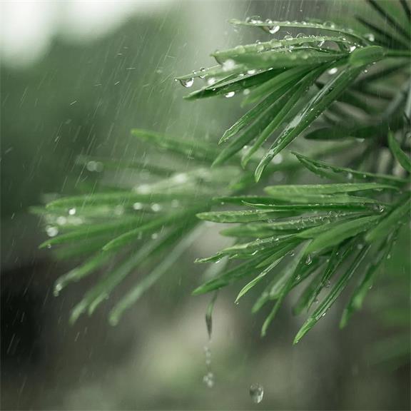 【萌芽】家乡的春雨（散文）