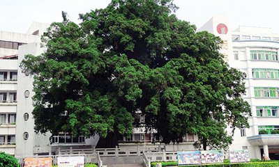 大 榕 树(记叙文）