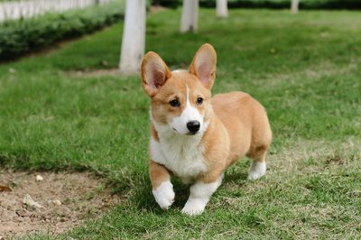 【西风】爱犬死亡以后（微小说）