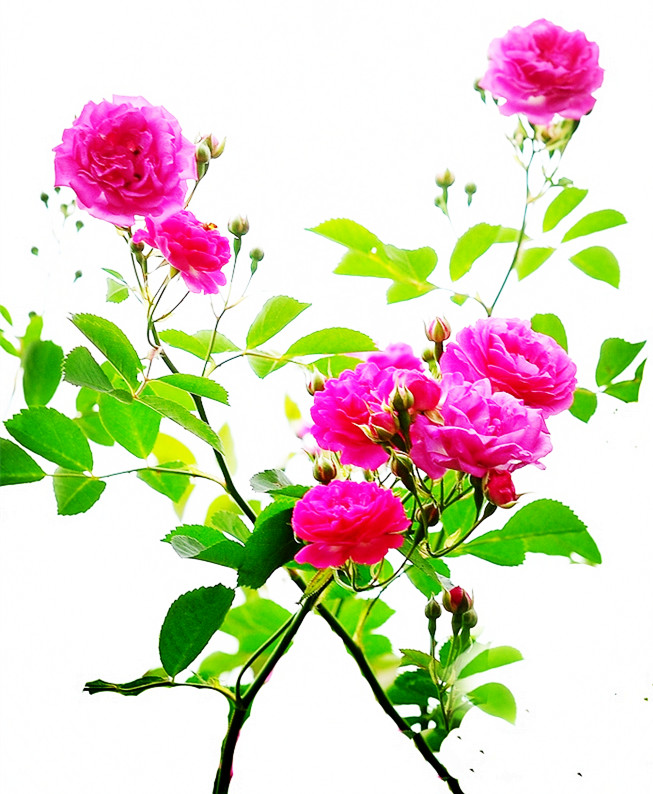 【流年】蔷薇献诗（组诗）　　