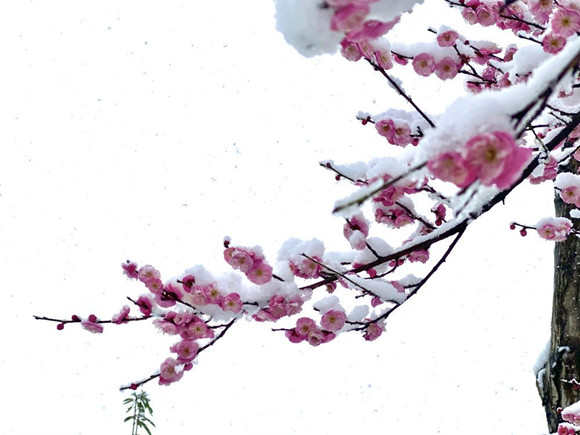 【摆渡】踏雪寻梅（诗歌）