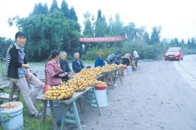 【荷塘】苹果的滋味（散文）