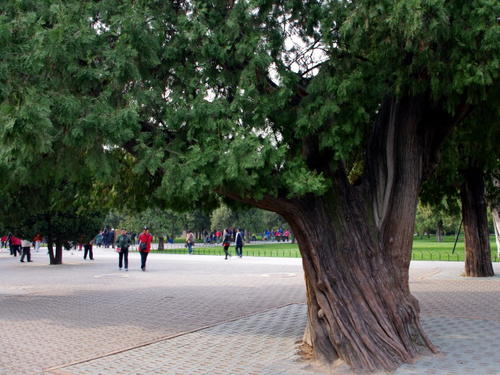 【八一】北京的树（散文·家园）