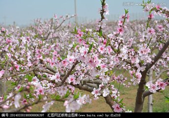 喜迎"凤县桃花岭景区开园"
