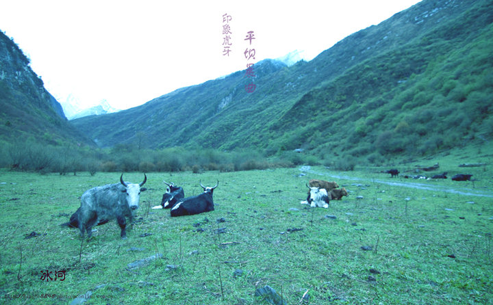 星月我在平坝等你散文