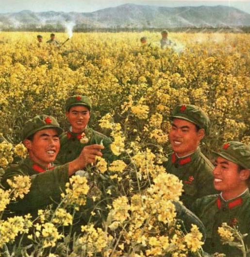 【菊韵】我想念的军营（散文）