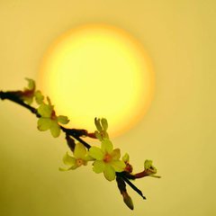 转学风波（记叙文）