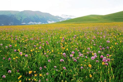 【八一】天香花（散文·家园）