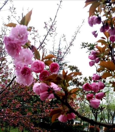 【流年·降临】春来商洛（征文·散文）