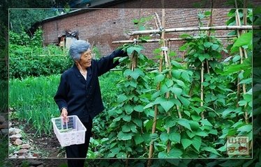【西风】母亲的园子（散文）