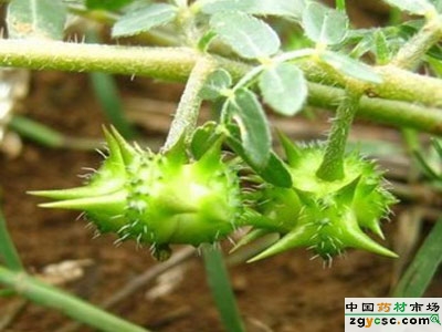 在我幼时生长的乡村,蒺藜这种植物及果实一年到头遍布于荒野,路边和