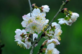 【八一】樱桃树，摇曳在春光中（散文）