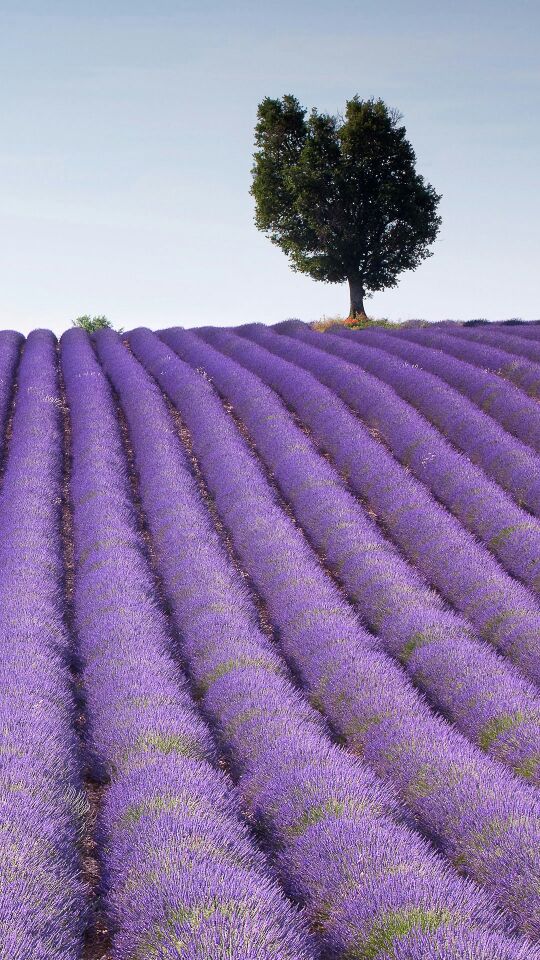 【丁香•丁香花开】我喝了一壶酒，站在月光下（组诗）