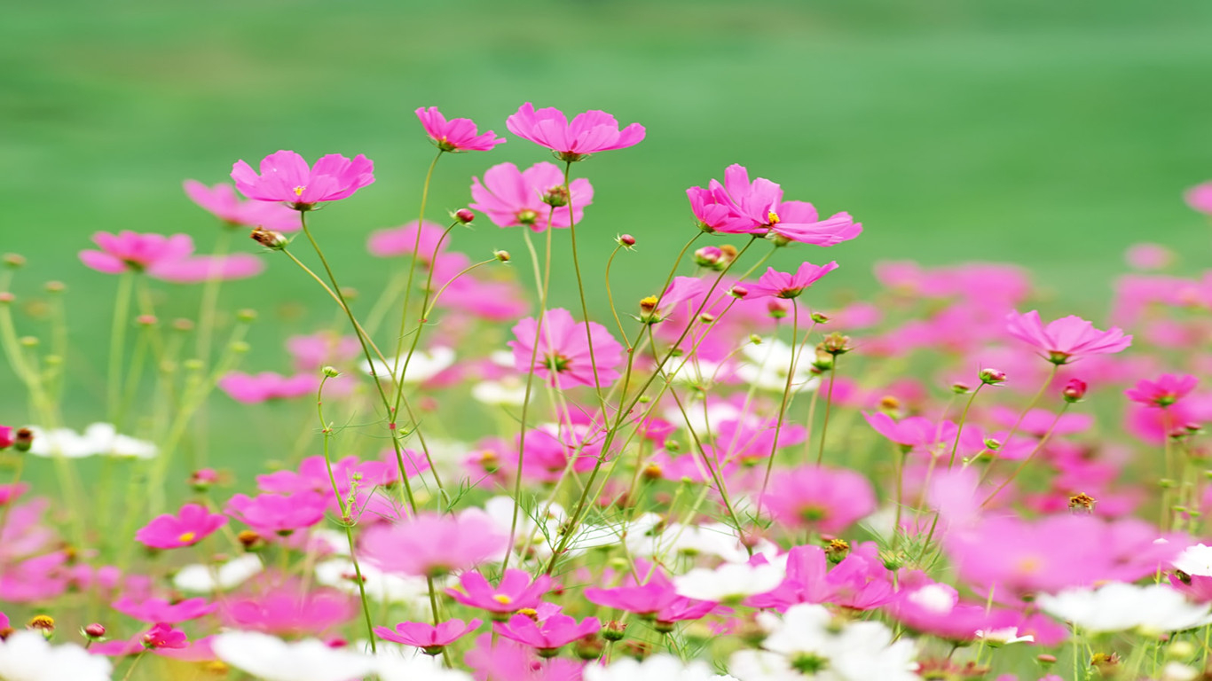 人口百花_百花争艳