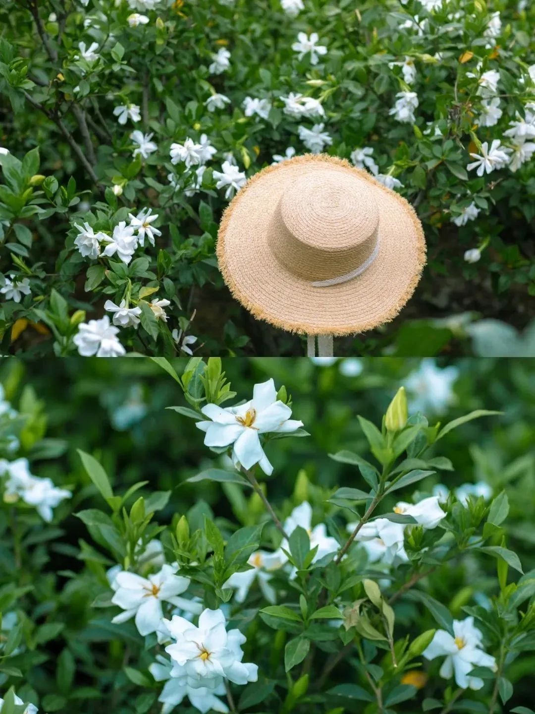 【江山·根与魂】【流年】离岸的花园（散文）