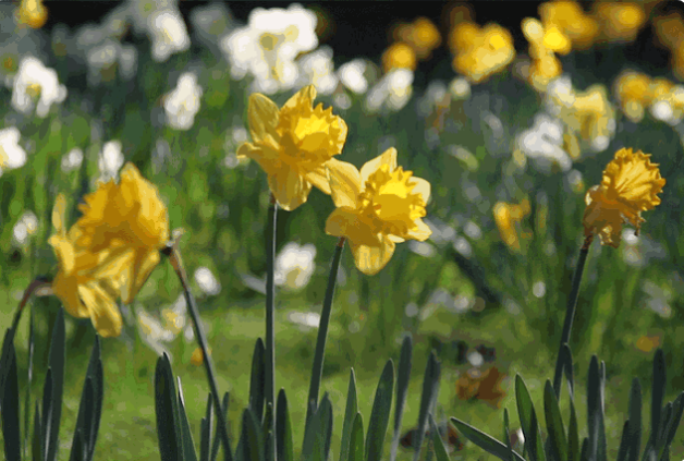 【绿野】诗和远方，爱是安静的......（诗歌）