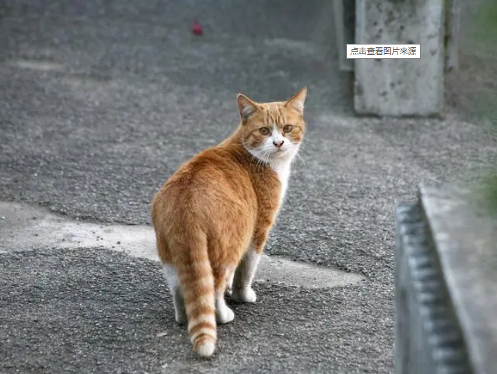 【萌芽】流浪猫的故事（记叙文）