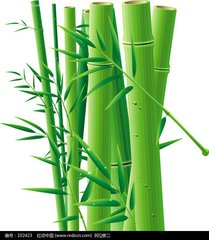 家乡的竹子  （记叙文）