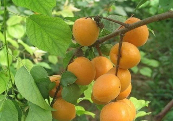【摆渡】杏树（散文）
