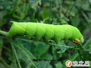 豆丹的自述（说明文）