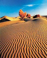 【看点】塔克拉玛干沙漠的生命韵律（散文）