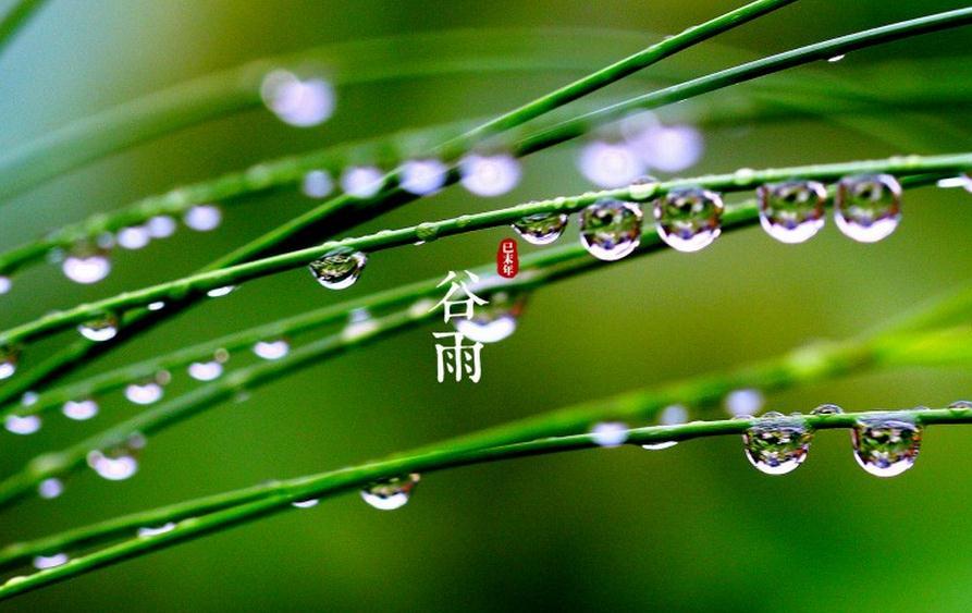 【摆渡】谷雨时节（散文）