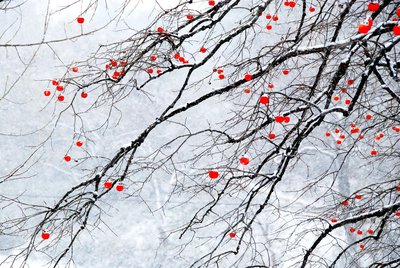 【菊韵】风雪中的柿子树（散文）