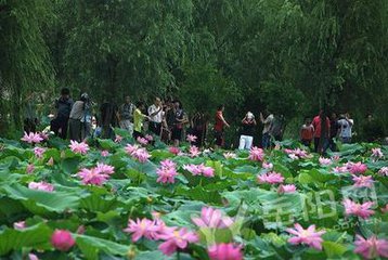 荷花·翠柳（诗歌外一首）