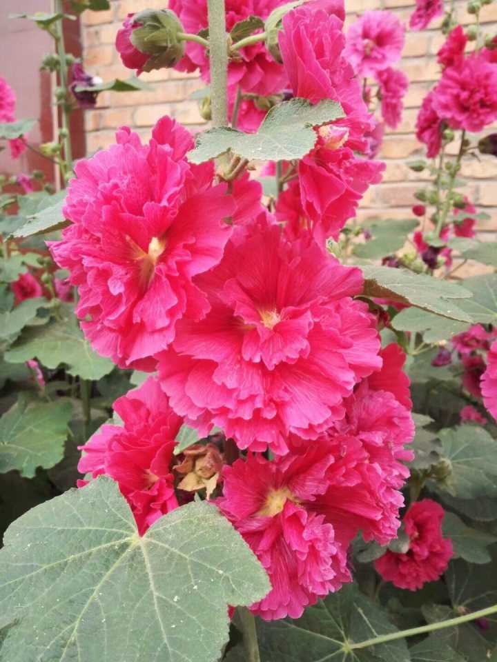 【柳岸】花前嗅闻香一缕（古韵）