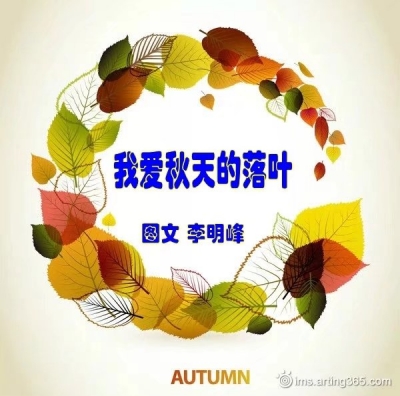 【柳岸•念】我爱秋天的落叶（散文）