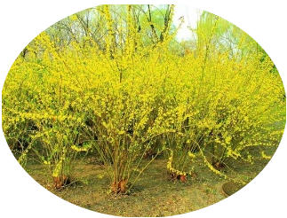 【萌芽】迎春花开时节，真的好想你（记叙文）