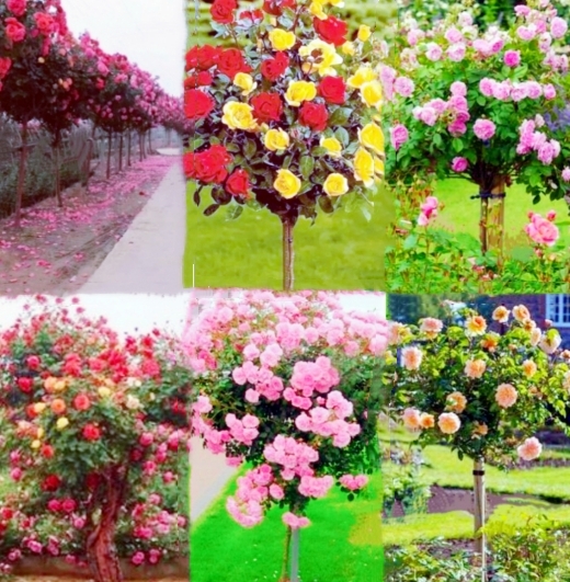 【天涯】树状月季花的追忆（散文）