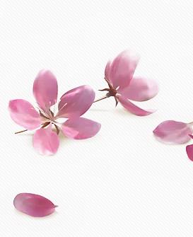 【流年】三月桃妆（散文）